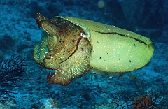 Raja Ampat 2016 - Sepia latimanus - Broadclub cuttlefish - Seiche - IMG_4259_rc